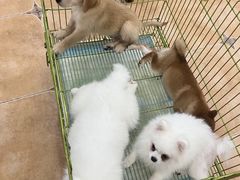 -Let's go狗咖·猫咖·奶狗·桌游(春熙路IFS店)