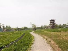 -杭州湾海上花田景区