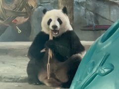 -武汉动物园