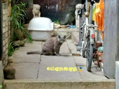 -小洲村