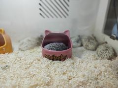 -万商花鸟市场