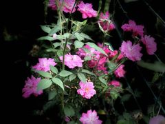 -郴州特产舜华临武鸭(郴州西站店)