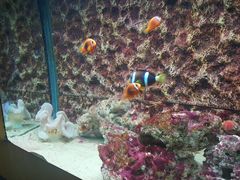 -北戴河圣蓝海洋公园