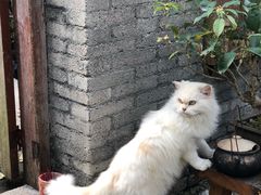 -老屋咖啡