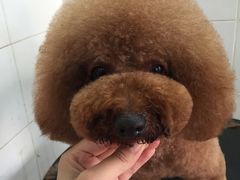 -萌萌喵宠物(百水芊城阅水坊店)