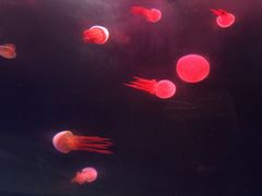 -青岛海底世界-水族馆