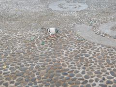 -荔枝公园(福田区)
