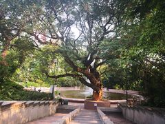 -九龙公园