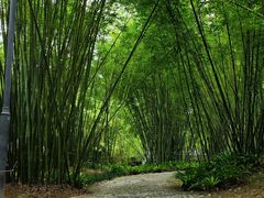 -深圳仙湖植物园