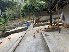 -满記土窑烧鷄波浪山莊