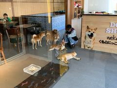 -柴源莊·柴小宠柴犬咖啡