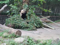 -都江堰中华大熊猫苑