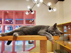 -喵匠猫主题咖啡(凯德和平广场店)