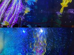 -海合安成都极地海洋公园
