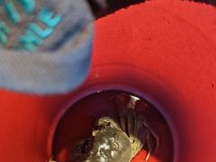 -桃源乐钓虾馆(松岗概念店)