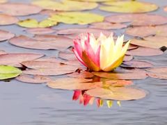 -南通洲际绿博园