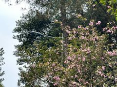 -铁山坪森林公园