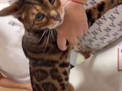 -瑞派康怡24h宠物医院·犬猫医疗中心·微创绝育(瑞景分院)