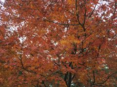 -西湖外事游船(花港观鱼码头)