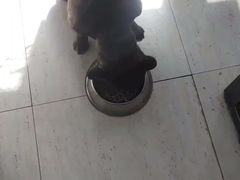 -趣玩宠物乐园寄养训犬训狗游泳池