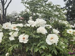 -洛阳市隋唐城遗址植物园