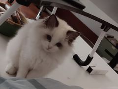 -宠颐生嘉德动物医院