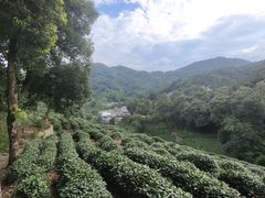 龙井的茶园-龙井壹号·茶缘山景宴(龙井村店)