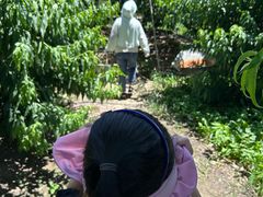 -老袁家蜜桃农场·阳山水蜜桃