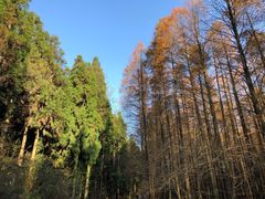 -山王坪喀斯特国家生态公园