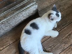 -more than meow吴止猫主题餐厅(承德 中船汇店)