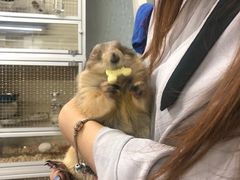 -钓仓鼠(洋桥北里小区店)