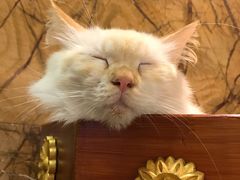 -more than meow吴止猫主题餐厅(承德 中船汇店)