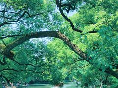 -西溪国家湿地公园