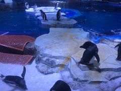 -上海海昌海洋公园