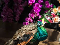 -正佳雨林生态植物园
