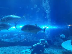 -华夏文旅海洋公园