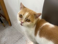 -喵园·猫主题咖啡厅·撸猫·猫咖(国贸店)