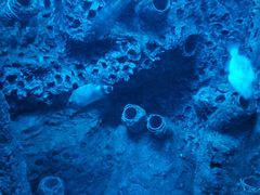 -太平洋海底世界