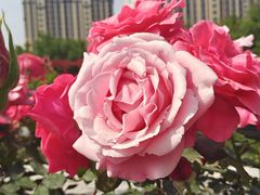 -大兴世界月季主题园