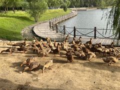 -野鸭湖国家湿地公园