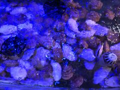 -小天鹅戴斯酒店鲸鲨百汇创作料理