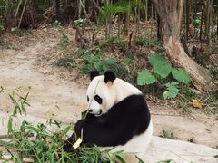 -广州长隆野生动物世界