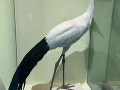 -盐城丹顶鹤湿地生态旅游区