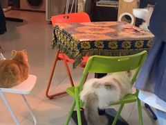 -平行世界·猫咖(首经贸店)