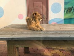 -大连森林动物园