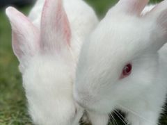 -前小桔亲子创意农场·草莓采摘·露营烧烤