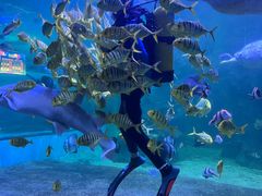-左海海底世界