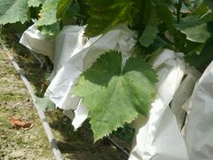 -马陆小张葡萄园农家乐