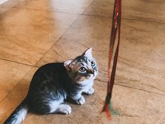 -猫咖时代(中山亭店)
