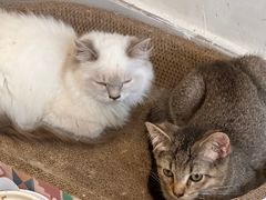 -楼上猫咖(罗湖店)
